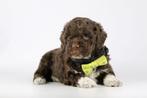 Italiaanse Waterhonden / Lagotto Romagnolo, Dieren en Toebehoren, Meerdere, 8 tot 15 weken, Meerdere dieren, Parvo