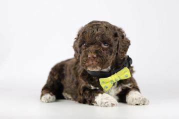 Italiaanse Waterhonden / Lagotto Romagnolo / Labradoodle beschikbaar voor biedingen