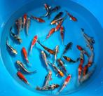 Hosokai 12-14cm - Mix met oa kohaku, asagi, kujaku en andere