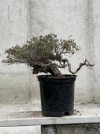 Bonsai Tijm - Hoogte (boom): 30 cm - Diepte (boom): 45 cm -