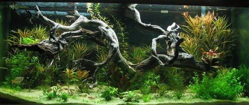 Spider wood 70-90cm aquarium decoratie hout (Hardscaping ), Dieren en Toebehoren, Vissen | Aquaria en Toebehoren, Nieuw, Verzenden