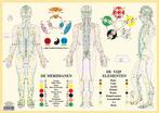 Anatomie poster meridianen en vijf elementen (Nederlands..., Nieuw