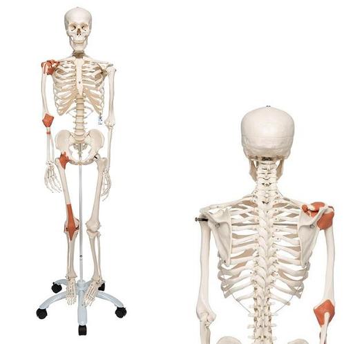 Anatomie model menselijk skelet met ligamenten, 177 cm, Sport en Fitness, Overige Sport en Fitness, Nieuw, Verzenden