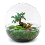 DIY Planten terrarium tweedelig bolglas - Dome XL Bonsai - Ø, Verzenden