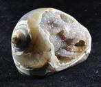 Prachtig fossiel juweeltje - Chalcedoon Gastropod -