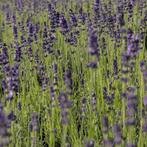 Lavendel Angustifolia Hidcote, Zomer, Vaste plant, Ophalen of Verzenden, Overige soorten