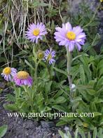 Aster alpinus /Aster a. 'Alba' alpenaster, paars / wit P9, Tuin en Terras, Planten | Tuinplanten, Ophalen of Verzenden, Lente