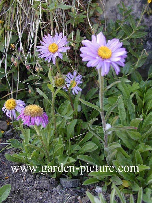 Aster alpinus /Aster a. 'Alba' alpenaster, paars / wit P9, Tuin en Terras, Planten | Tuinplanten, Vaste plant, Volle zon, Lente
