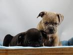 Old English Bulldog pups! Mogen mee vanaf 19 december., Parvo, Nederland, 8 tot 15 weken, Bulldog