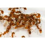Myrmica rubra 2 koninginnen en 60+ werksters,  Voedingsset D