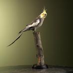 Valkparkiet Taxidermie Opgezette Dieren By Max, Verzamelen, Ophalen of Verzenden, Nieuw, Vogel, Opgezet dier