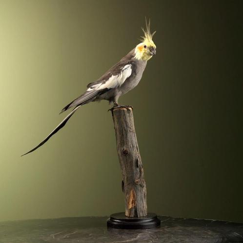Valkparkiet Taxidermie Opgezette Dieren By Max, Verzamelen, Dierenverzamelingen, Opgezet dier, Nieuw, Vogel, Ophalen of Verzenden