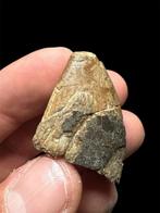 zeer zeldzame Jura-tand - Fossiele tand - Razanandrongobe