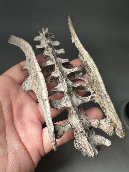 Ongelooflijk Onder-Krijt Echt Dinosaurusskelet - Fossiel, Verzamelen, Mineralen en Fossielen