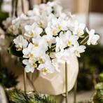 Kolibri Orchids | Witte phalaenopsis orchidee - Nazaré - pot, Verzenden, Nieuw