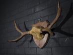 NO RP Northern Elk/Moose Schedel - Alces alces - 28 cm - 54, Nieuw