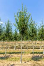 Acer campestre ‘Huibers Elegant’ hoogstam
