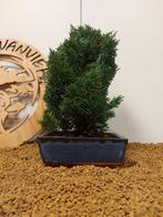Jeneverbes bonsai (Juniperus) - Hoogte (boom): 28 cm -