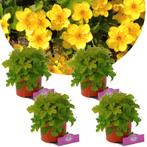 Goudaardbei Waldsteinia Ternata, Tuin en Terras, Planten | Tuinplanten, Verzenden