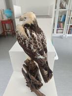 gier Taxidermie volledige montage - Rare to see white, Nieuw