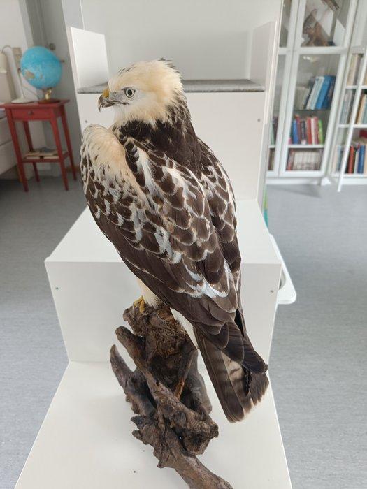 gier Taxidermie volledige montage - Rare to see white, Verzamelen, Dierenverzamelingen