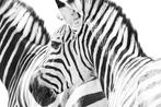 Marco Simoni -  200 Stripes 2.0, Antiek en Kunst