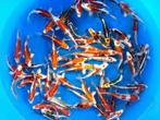 Marusaka 15-18cm  tosai mix (Japanse Koi), Karper of Koi