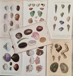 Charles Dessalines DOrbigny - Lot. of 7 plates -