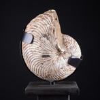 Cymatoceras Nautilus op Houten Artistieke Basis - Exclusief, Verzamelen
