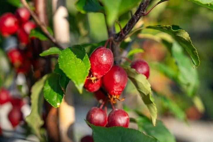 Malus Red Obelisk hoogstam, Tuin en Terras, Planten | Tuinplanten