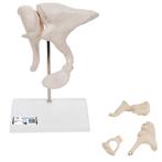 Anatomie model gehoorbeentjes, 20x vergroot, Nieuw, Verzenden