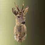 Reebok Wintervacht Taxidermie Opgezette Dieren By Max, Ophalen of Verzenden, Nieuw, Wild dier, Opgezet dier