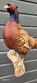 Fazant Taxidermie volledige montage - Phasianus colchicus -, Nieuw