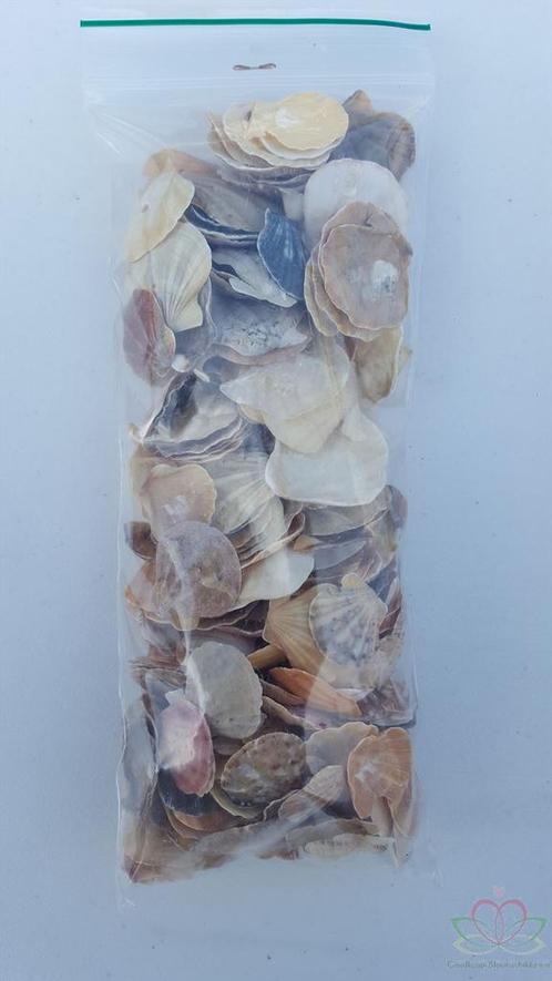 Mantelschelp stuks. Jacobsschelp 200 gr 200 gram, Hobby en Vrije tijd, Knutselen, Nieuw, Ophalen of Verzenden