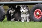 Pomsky pups - Mini Husky - Belgisch Pomskie fokker, Parvo, België, Overige rassen, 8 tot 15 weken