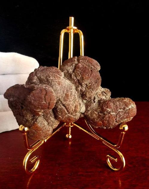 240 g 8,40 x 5,00 cm XL fossiel uitwerpsel van een, Verzamelen, Mineralen en Fossielen