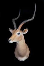 Impala Taxidermie volledige montage - Aepyceros melampus. -, Verzamelen, Nieuw