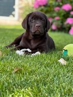 Labrador pups met stamboom, Dieren en Toebehoren, Honden | Retrievers, Spaniëls en Waterhonden, Meerdere, 8 tot 15 weken, Meerdere dieren