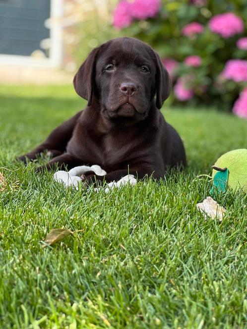 Labrador pups met stamboom, Dieren en Toebehoren, Honden | Retrievers, Spaniëls en Waterhonden, Meerdere, Meerdere dieren, CDV (hondenziekte)