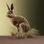 Haas Taxidermie Opgezette Dieren By Max, Ophalen of Verzenden, Nieuw, Wild dier, Opgezet dier