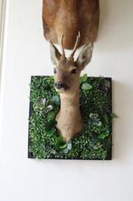 Ree Taxidermie wandmontage - Capreolus capreolus - 63 cm -, Verzamelen, Dierenverzamelingen, Nieuw