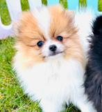 Raszuivere pomeranian pomeriaan , NL nest,  ouders aanwezig, Dieren en Toebehoren, Parvo, 8 tot 15 weken, Meerdere, Nederland