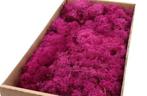 Rendiermos ijslandsmos fuchsia +/- 500 gram +/, Hobby en Vrije tijd, Knutselen, Ophalen of Verzenden, Nieuw