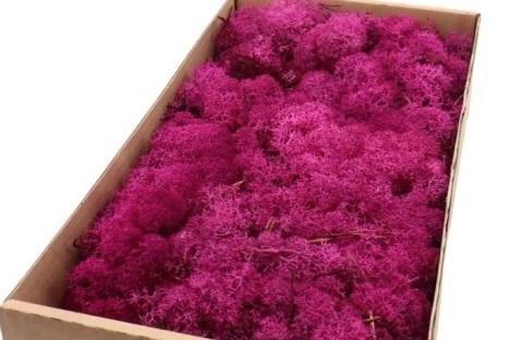 Rendiermos ijslandsmos fuchsia +/- 500 gram +/, Hobby en Vrije tijd, Knutselen, Nieuw, Ophalen of Verzenden