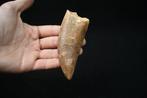 Dinosaurus - Fossiele tand - Carcharodontosaurus saharicus -