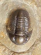 Fossiel - Fossiel skelet - Gerastos - 2.3 cm