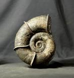 Fijne ammoniet met de indrukwekkende vleugels die rond de, Verzamelen, Mineralen en Fossielen