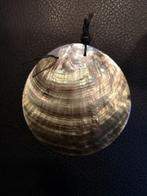 Gepolijst nautilus schelp met gaatje voor hanger of, Ophalen of Verzenden, Nieuw