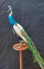 Pauw Taxidermie volledige montage - Pavo cristatus - 185 cm, Verzamelen, Dierenverzamelingen, Nieuw