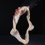 Grote Mako-haaienkakenset - Taxidermie volledige montage -, Verzamelen, Dierenverzamelingen, Nieuw